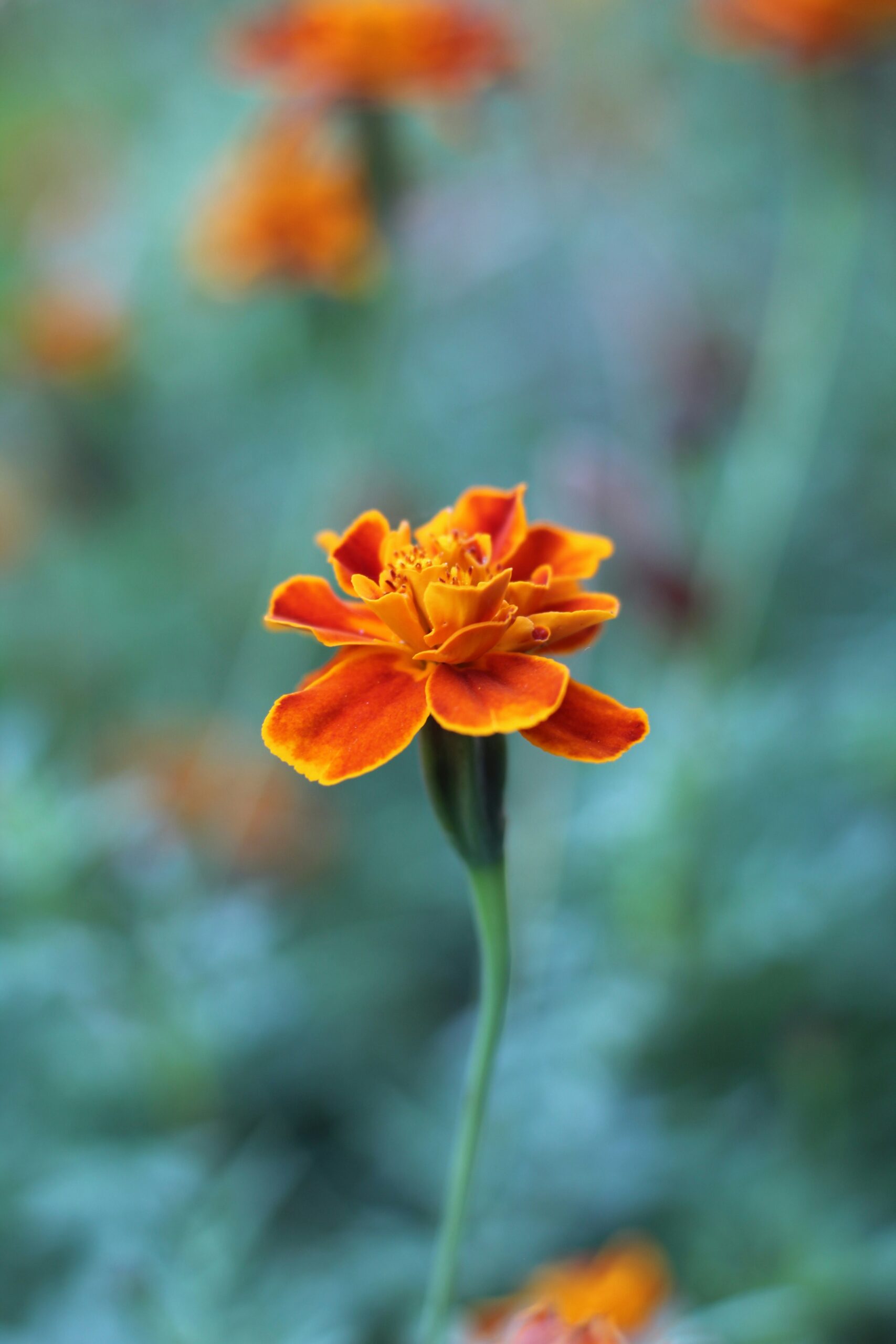 How to Grow Marigolds from Seed